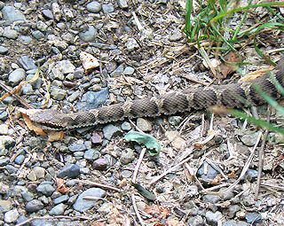 ��H�r�I�g�[�v�ő��������}���V